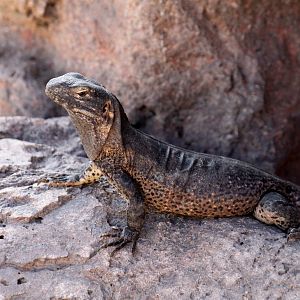 Arizona Trail - Reptile Exhibits