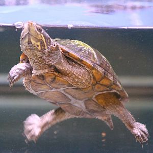 Kinosternon odoratus - mud turtle