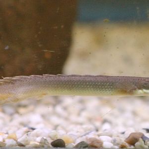Grey bichir Polypterus senegalus