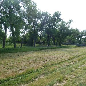 Mouflon Sheep Exhibit