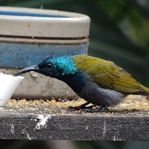 Bannerman's sunbird