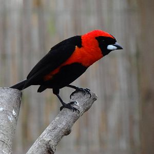 Masked crimson tanager