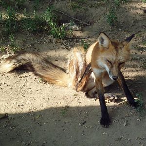 Red Fox