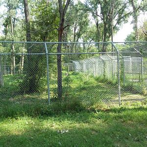 Mexican Grey Wolf Exhibit