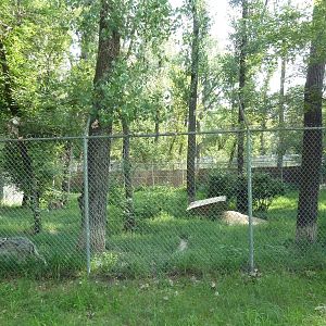 Mexican Grey Wolf Exhibit