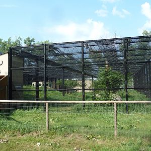 Snow Leopard Exhibit