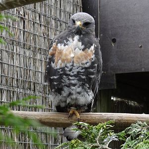 Jackal buzzard