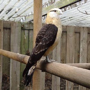 Yellow-headed caracara