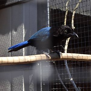 San Blas jay