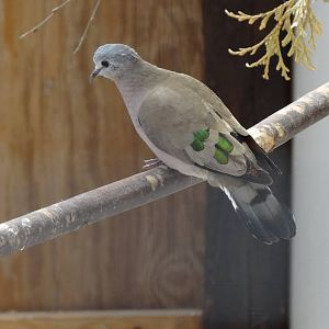 Emerald-spotted wood-dove