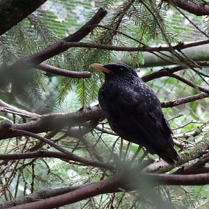 Blue whistling trush