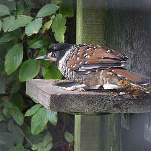 Spotted laughingtrush