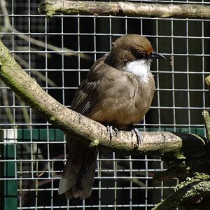 White-throated laughingtrush
