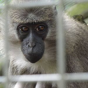 Agile mangabey