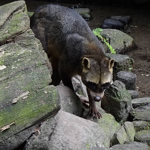 Crab-eating raccoon