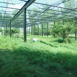 Snow Leopard Exhibit