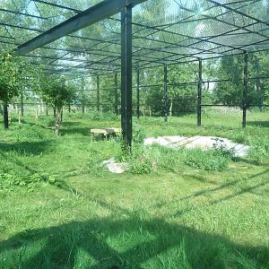 Snow Leopard Exhibit