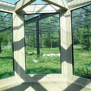 Snow Leopard Exhibit