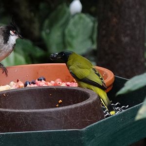 Black-headed bulbul