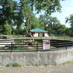 North American Porcupine Exhibit