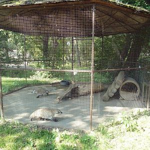American Badger Exhibit