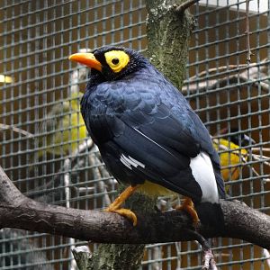 Yellow-faced myna