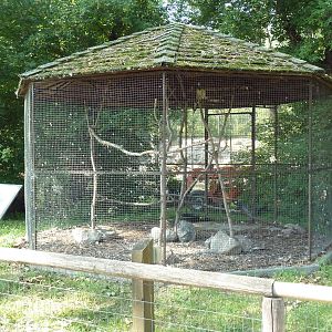 Swainson's Hawk Exhibit
