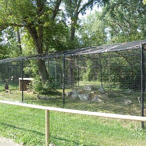 Golden Eagle Exhibit