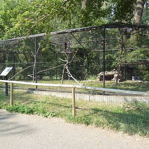 Turkey Vulture Exhibit