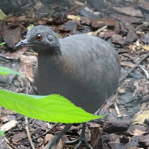 Brown tinamou
