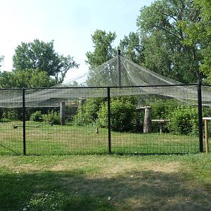 Bald Eagle/Golden Eagle Aviary