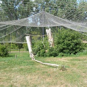 Bald Eagle/Golden Eagle Aviary