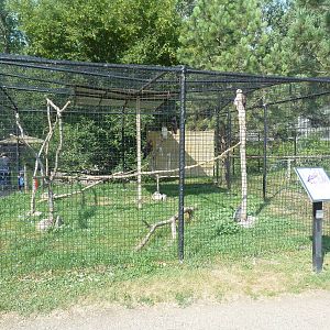Red-Tailed Hawk Exhibit