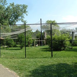 Bald Eagle/Golden Eagle Aviary