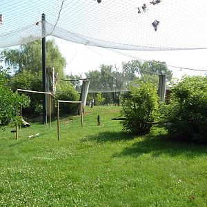 Bald Eagle/Golden Eagle Aviary