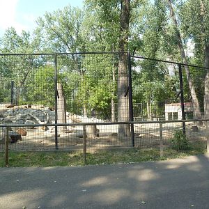 Brown Bear Exhibit