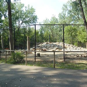 Brown Bear Exhibit