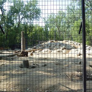 Brown Bear Exhibit