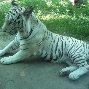 White Bengal Tiger