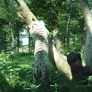 1-Acre Bengal Tiger Exhibit