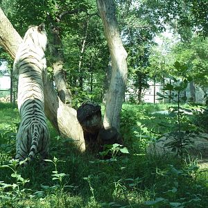 1-Acre Bengal Tiger Exhibit