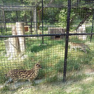 Serval Exhibit