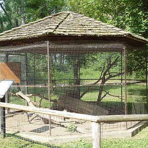 Pine Marten Exhibit