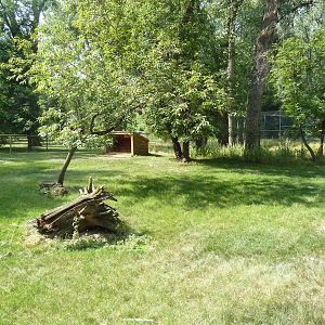 Reeve's Muntjac Exhibit