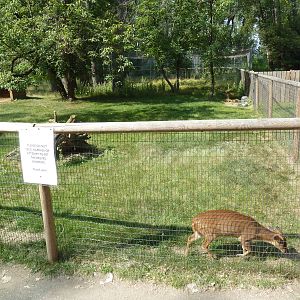 Reeve's Muntjac Exhibit