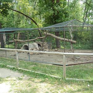 White-Nosed Coati Exhibit