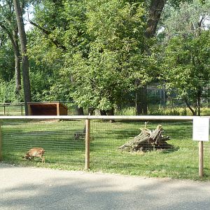 Reeve's Muntjac Exhibit