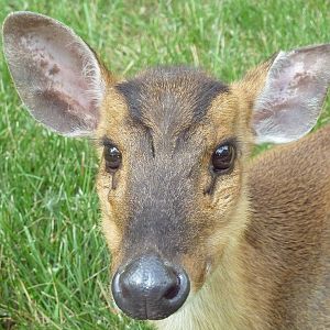 Reeve's Muntjac
