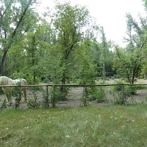 American Cream Draft Horse Exhibit