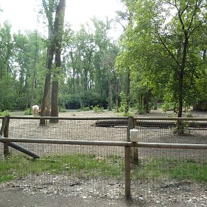 American Cream Draft Horse Exhibit